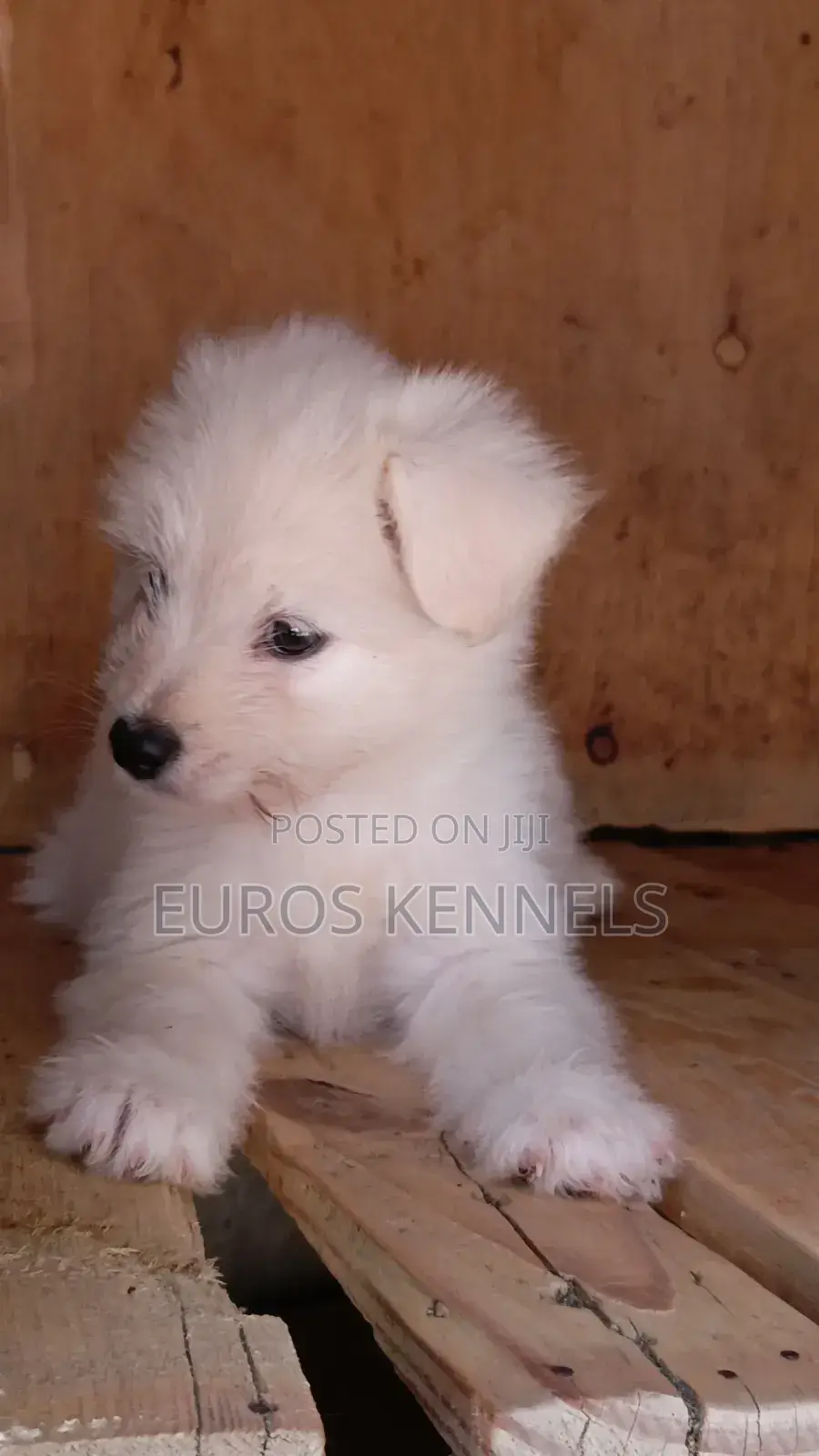 1-3 months Female Purebred Havanese