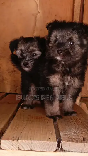 1-3 months Female Purebred Havanese