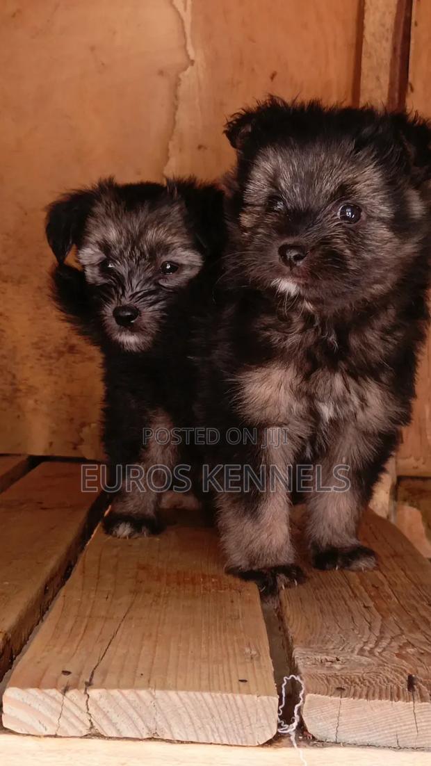 1-3 months Female Purebred Havanese