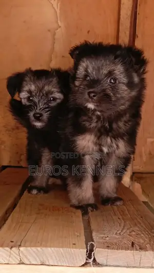 1-3 months Female Purebred Havanese