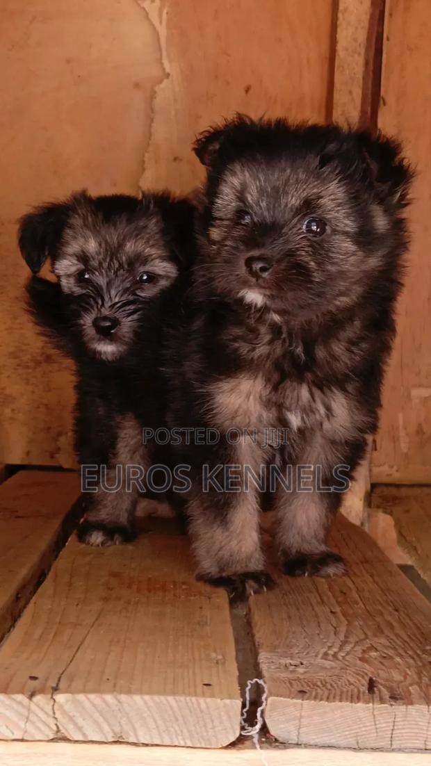 1-3 months Female Purebred Havanese - thumbnail 2