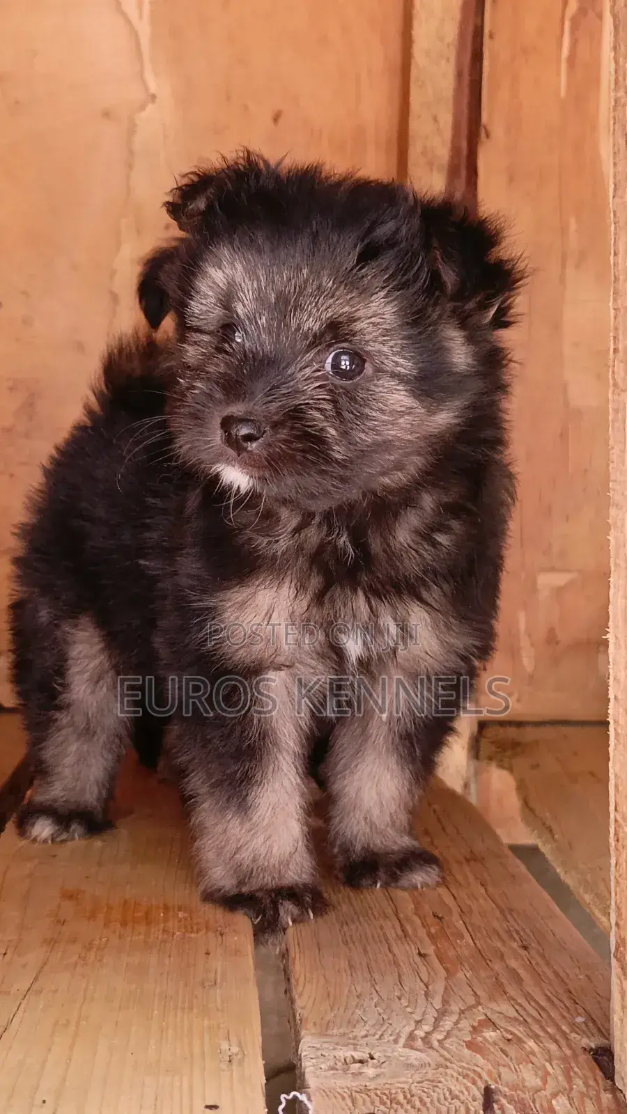 1-3 months Female Purebred Havanese