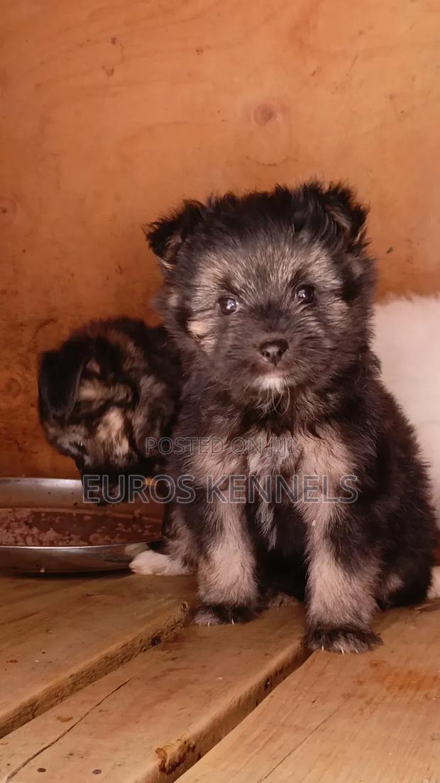 1-3 months Female Purebred Havanese - thumbnail 4