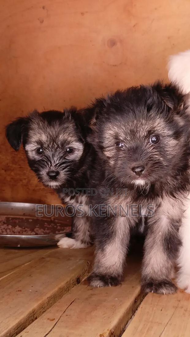 1-3 months Female Purebred Havanese - thumbnail 5