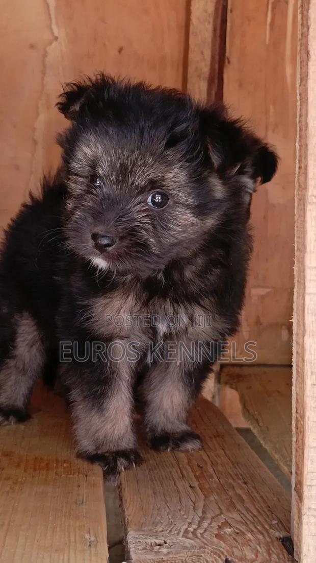 1-3 months Female Purebred Havanese - thumbnail 6