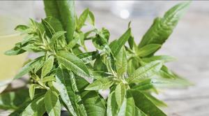 Lemon Verbena Seedling. - main view