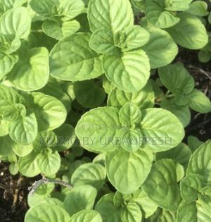 Japanese Mint Seedling. - main view