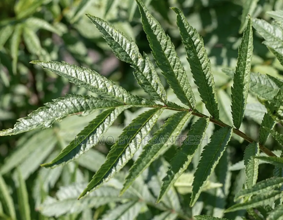 Peruvian Mint
