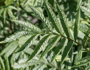 Peruvian Mint - thumbnail 2