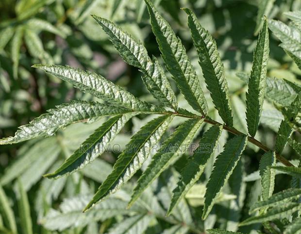 Peruvian Mint - main view