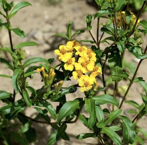 Mexican Tarragon Seedling. - main view