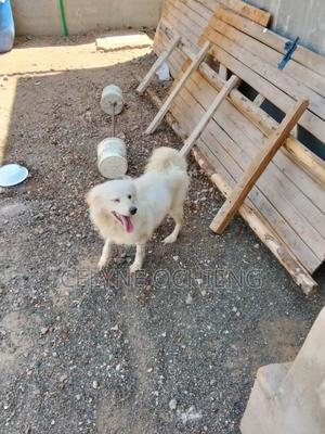 1+ year Female Mixed Breed Maltese - main view