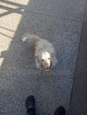 6-12 months Male Purebred Japanese Spitz - main view