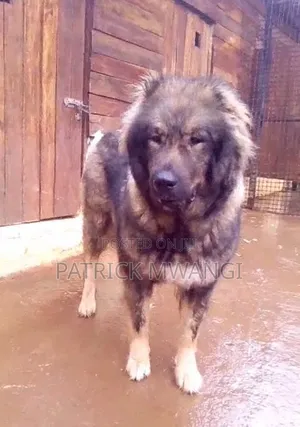 1+ year Female Purebred Caucasian Shepherd