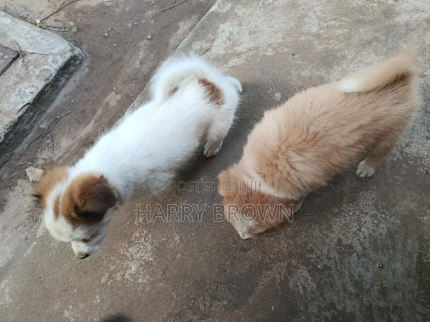 1-3 months Female Purebred Japanese Spitz - thumbnail 6