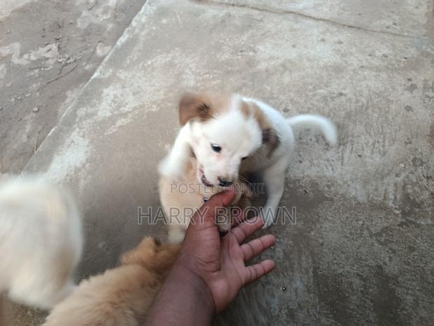 1-3 months Female Purebred Japanese Spitz - thumbnail 4