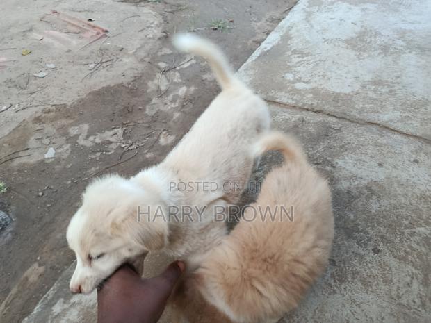 1-3 months Female Purebred Japanese Spitz - thumbnail 8