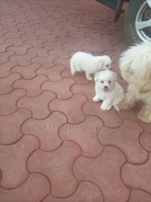 1-3 months Female Purebred Maltese