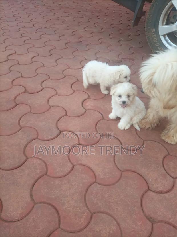 1-3 months Female Purebred Maltese
