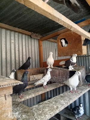 Pigeons / Doves for Rehoming - main view