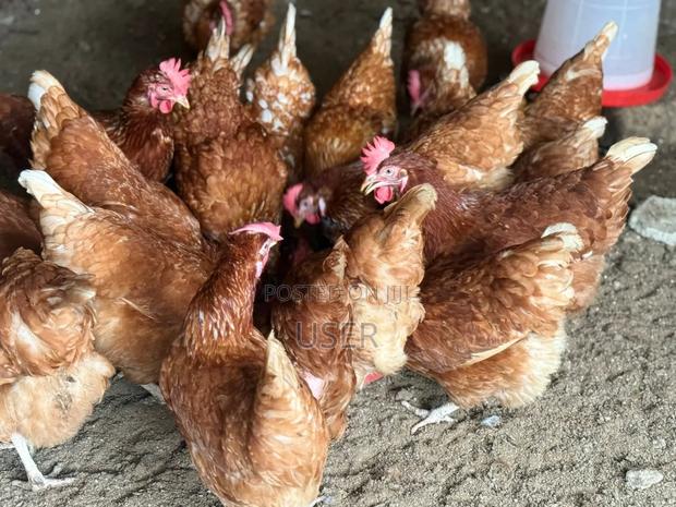 Healthy Laying Chickens