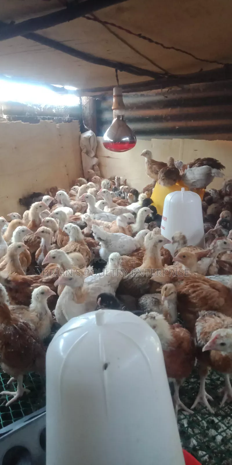 One Month Old Rainbow Rooster Chicks