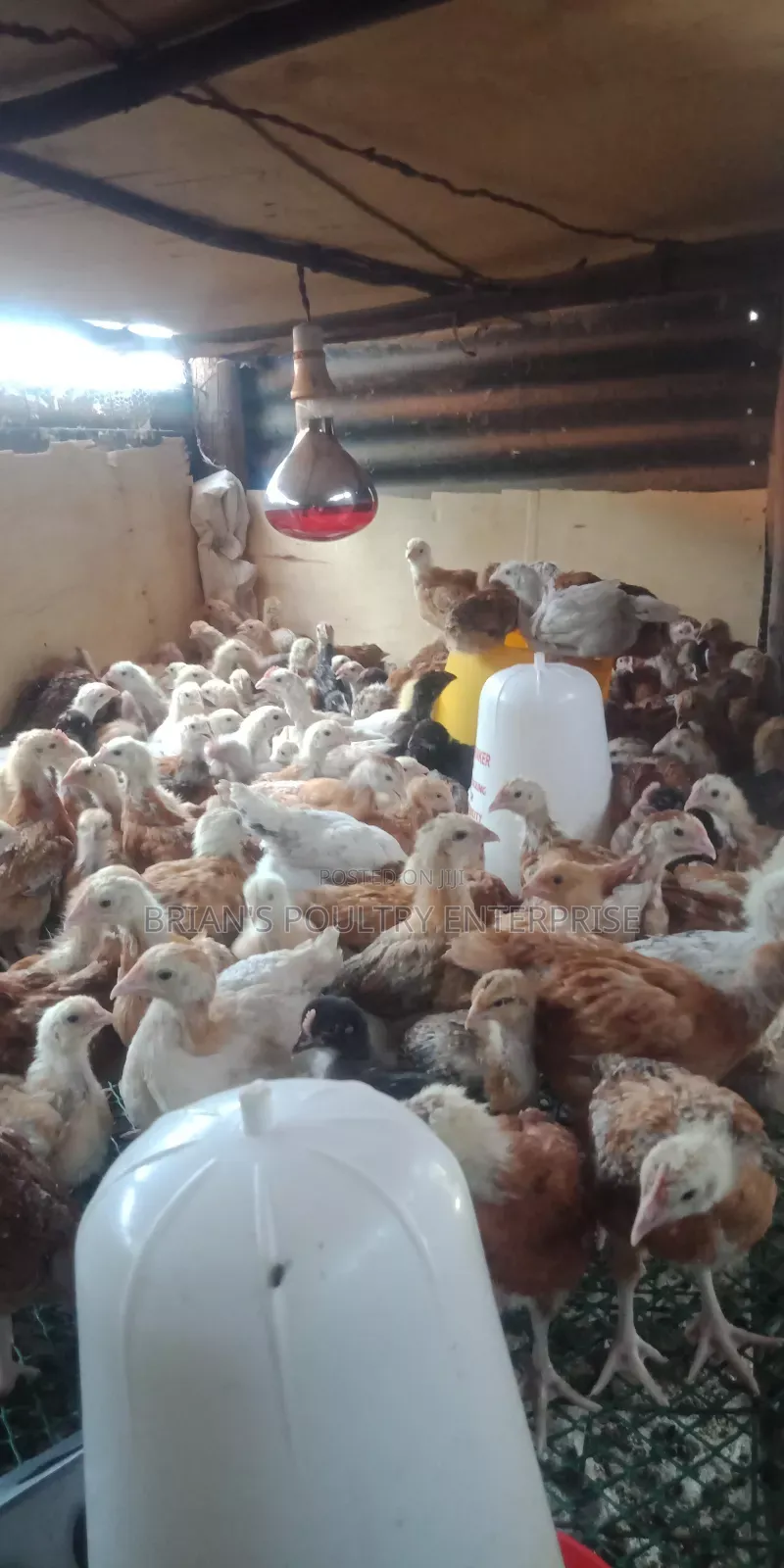 One Month Old Rainbow Rooster Chicks