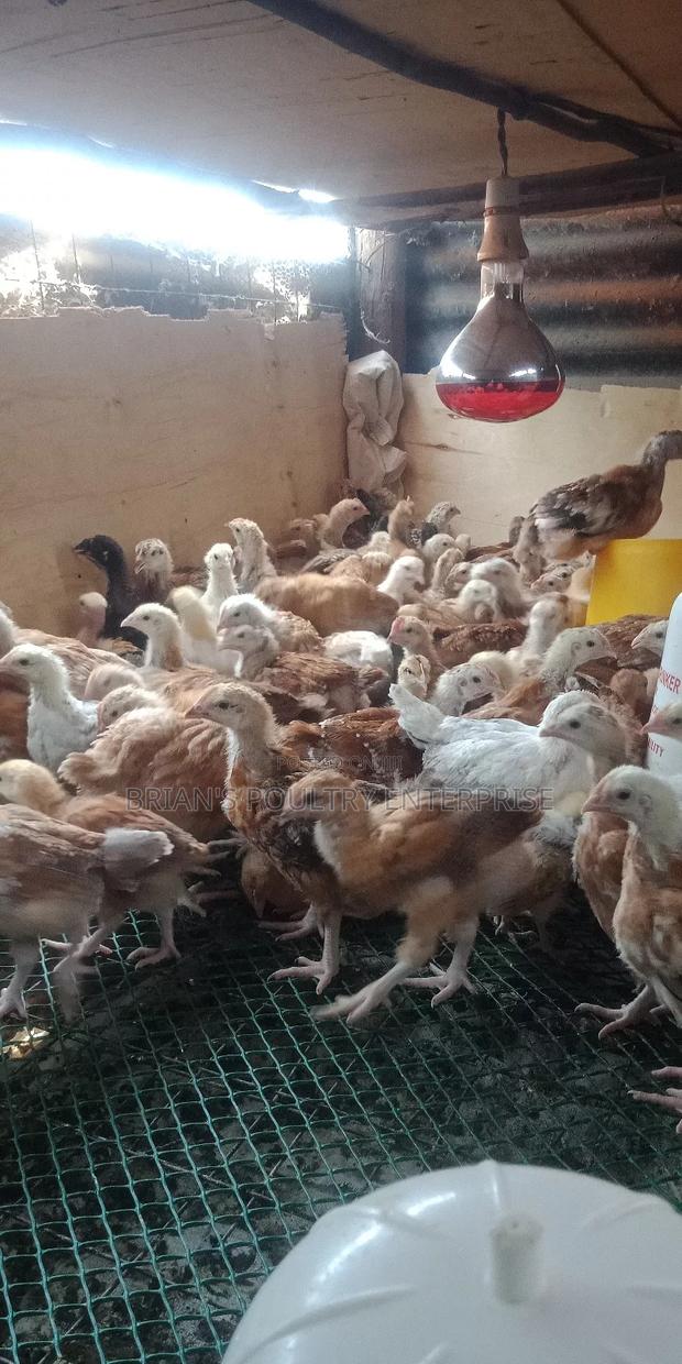 One Month Old Rainbow Rooster Chicks - thumbnail 10