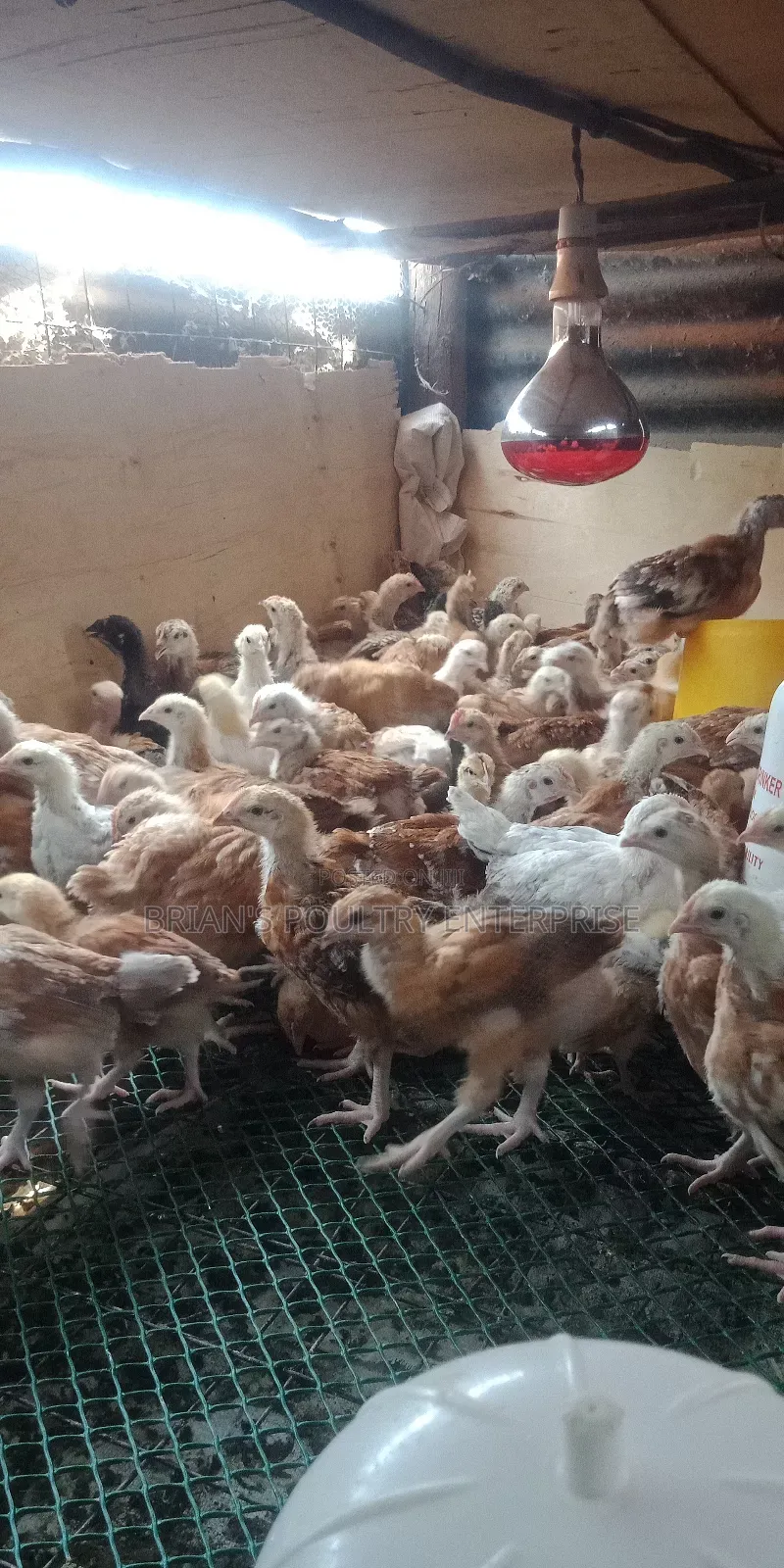 One Month Old Rainbow Rooster Chicks