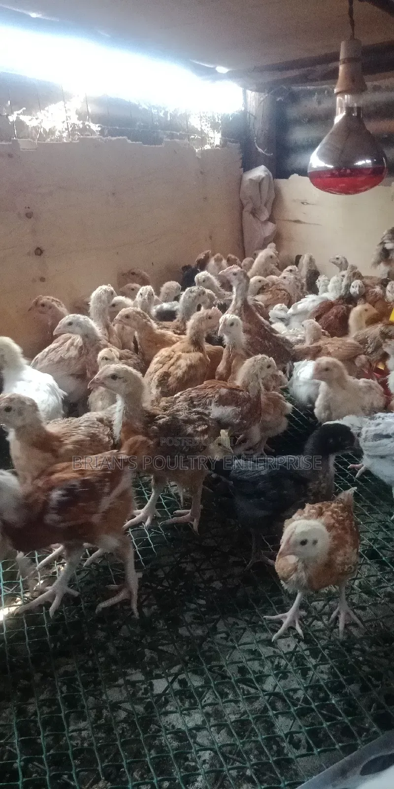 One Month Old Rainbow Rooster Chicks