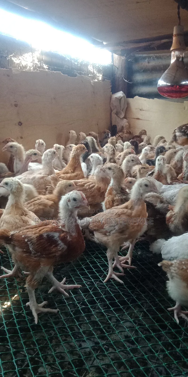 One Month Old Rainbow Rooster Chicks