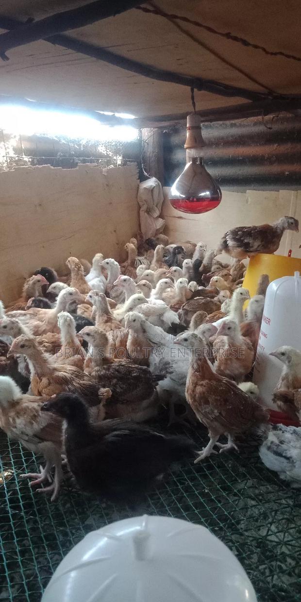 One Month Old Rainbow Rooster Chicks - thumbnail 13