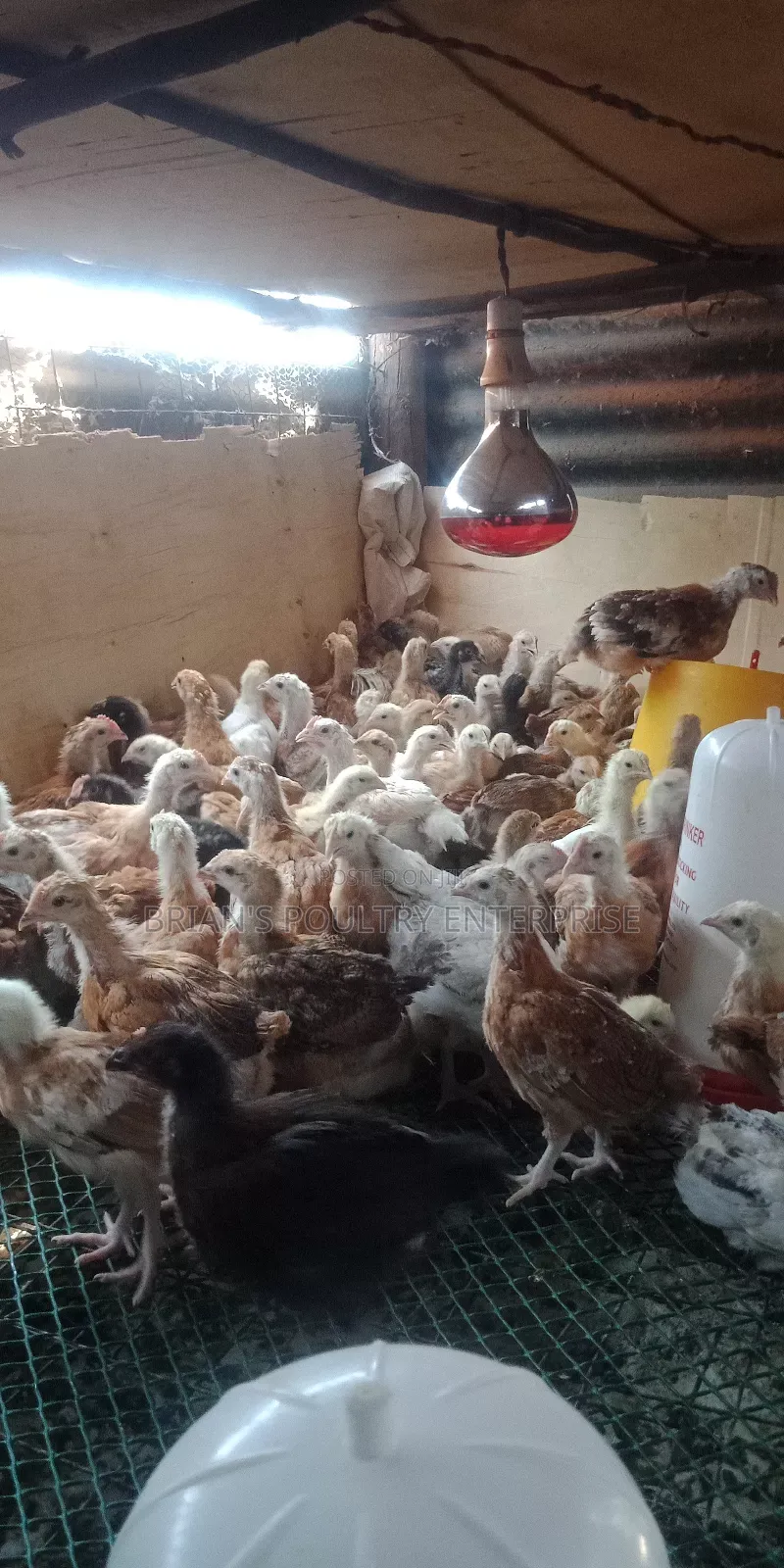 One Month Old Rainbow Rooster Chicks