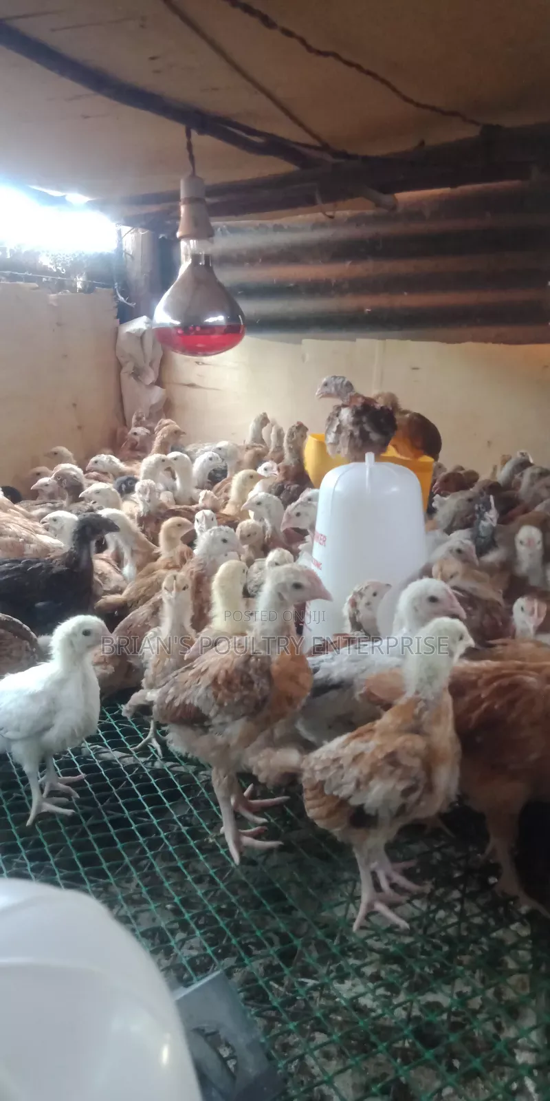 One Month Old Rainbow Rooster Chicks