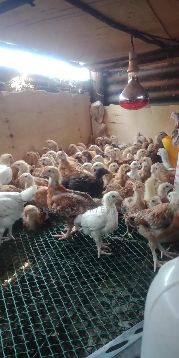 One Month Old Rainbow Rooster Chicks - thumbnail 15