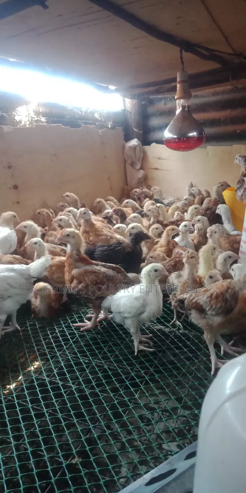 One Month Old Rainbow Rooster Chicks