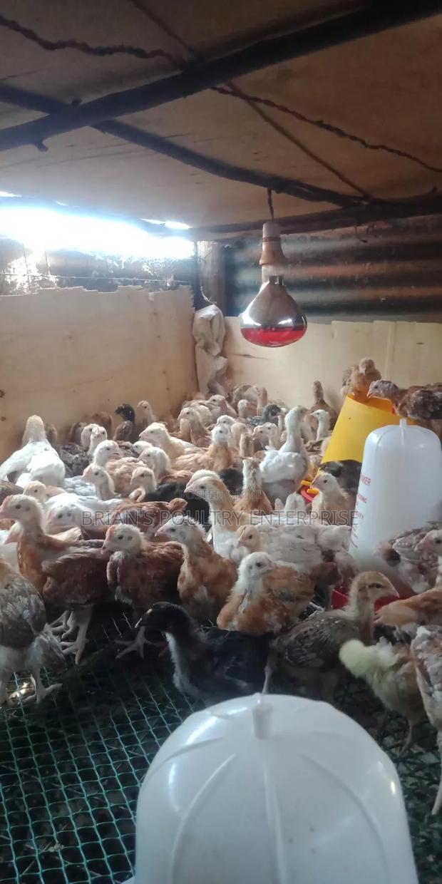 One Month Old Rainbow Rooster Chicks - thumbnail 16