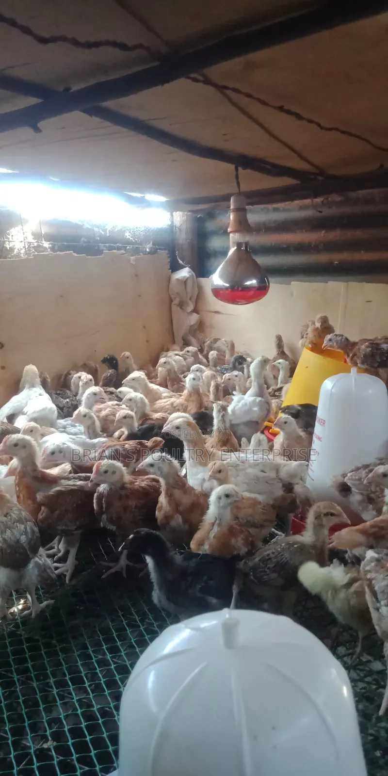 One Month Old Rainbow Rooster Chicks