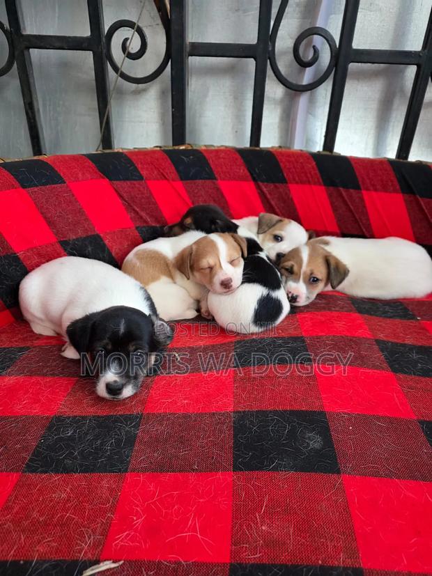 1-3 months Female Purebred Jack Russell Terrier