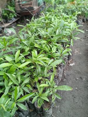 Egg Fruit/ Canistel - main view