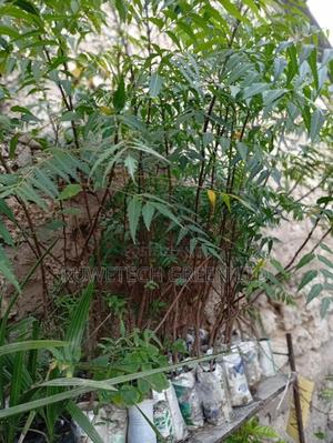 Neem Plant - main view