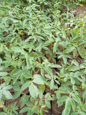 Marula Plants - main view