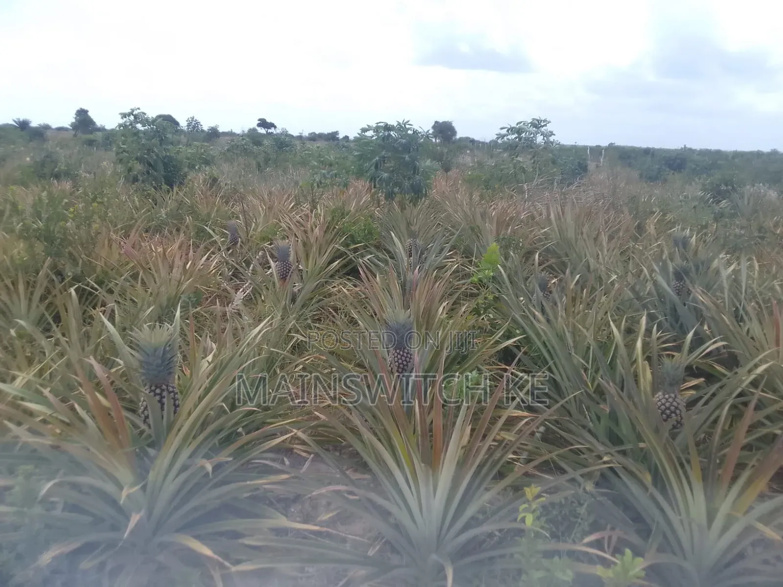 39.5 Acres With Adjudication Numbers Waiting for Tittle Deed for Sale