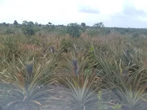 39.5 Acres With Adjudication Numbers Waiting for Tittle Deed for Sale