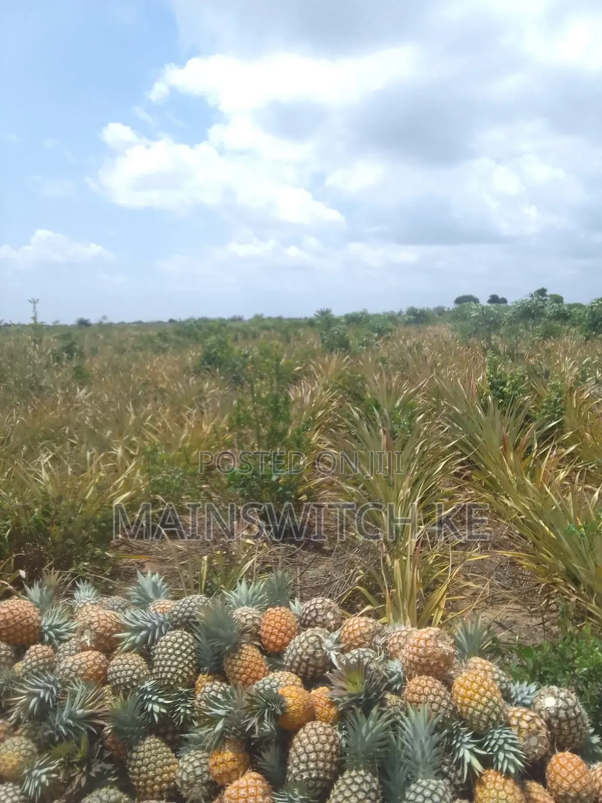 39.5 Acres With Adjudication Numbers Waiting for Tittle Deed for Sale