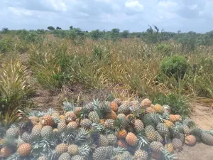 39.5 Acres With Adjudication Numbers Waiting for Tittle Deed for Sale