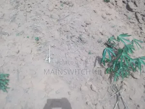 27 Acres A Fertile Land For Cassava, Maize And Pineapples Plantation