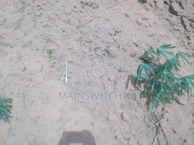 27 Acres A Fertile Land For Cassava, Maize And Pineapples Plantation - main view