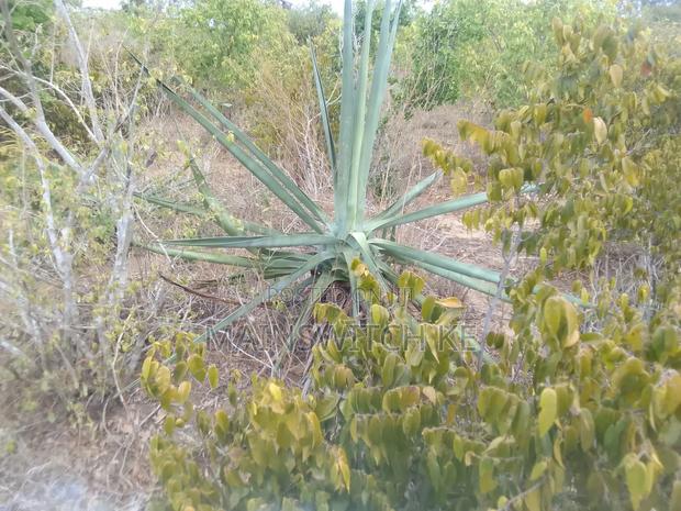 27 Acres A Fertile Land For Cassava, Maize And Pineapples Plantation - thumbnail 2