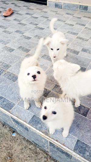 3-6 months Male Purebred Japanese Spitz - thumbnail 2